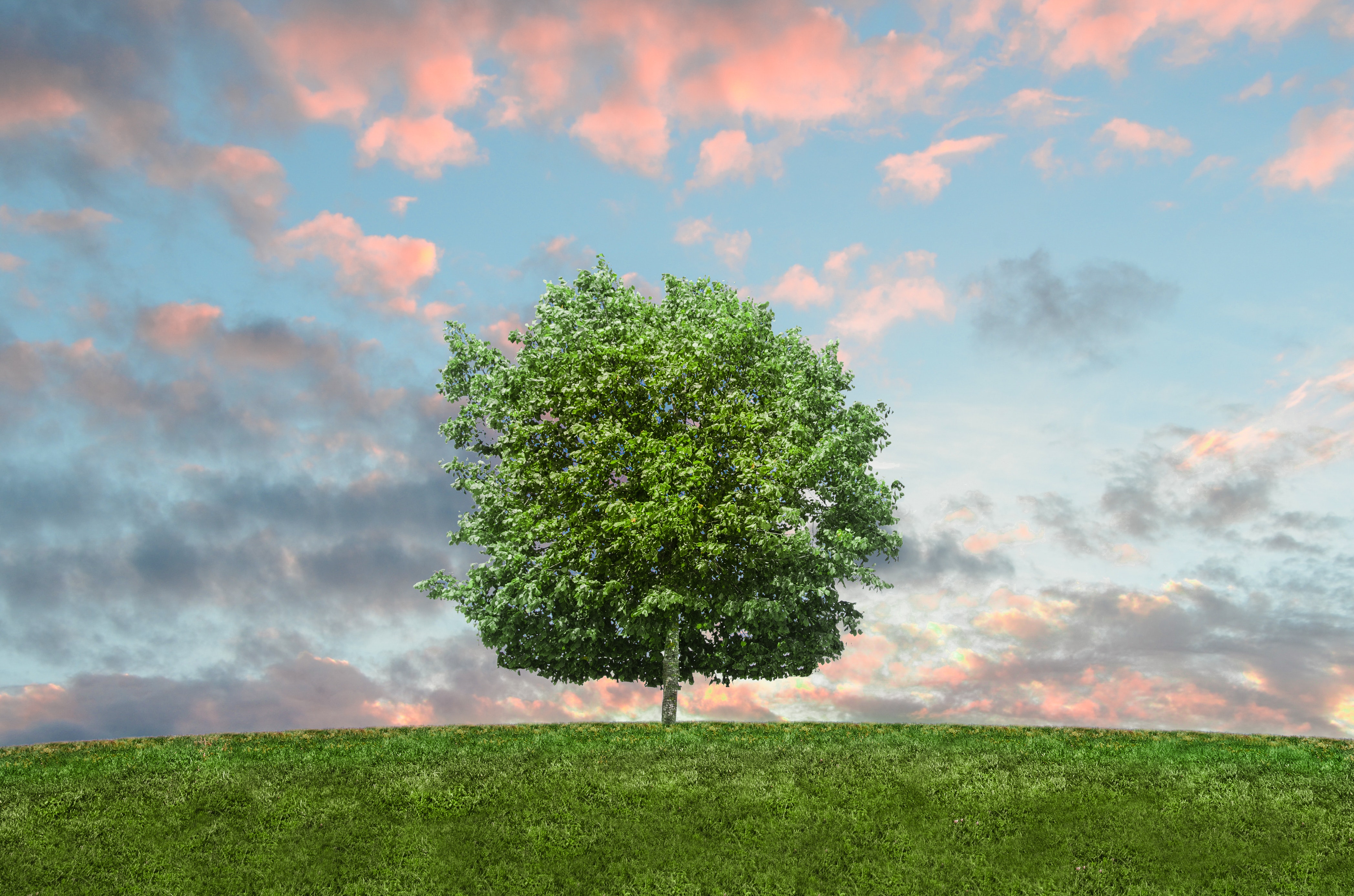 http://tree